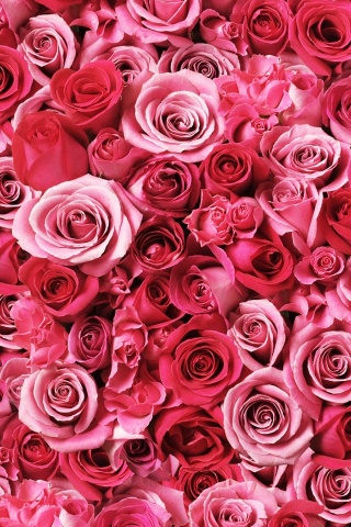 Love roses