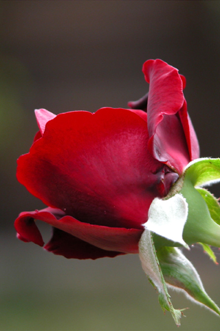 Rose with love 