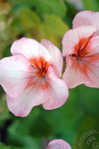 Pink flowers
