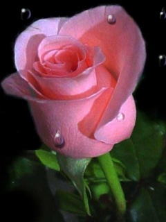 Pink rose