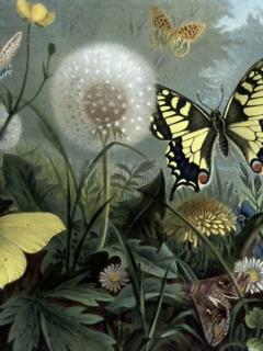 Butterfly