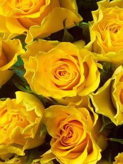 Yellow rose