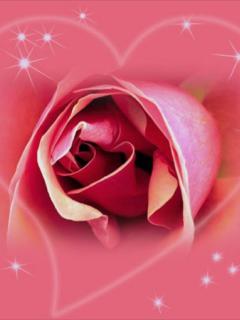 Pink rose