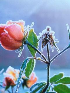 Ice on flower