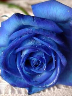 Blue flower