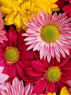 Love flowers