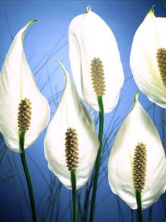 White flower shining