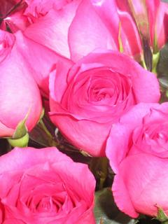 Pink rose
