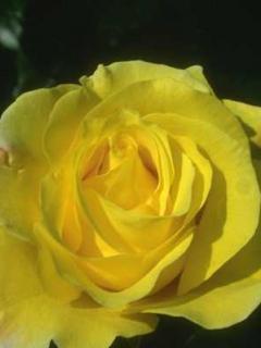 Yellow rose