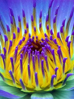 Purple shaded yellow flower