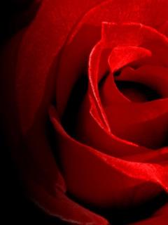 Red rose