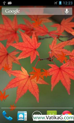 Maple leaf live wallpaper