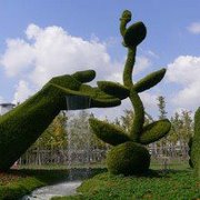 Romantic flower 