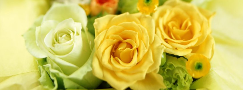 Yellow and white roses fb cover