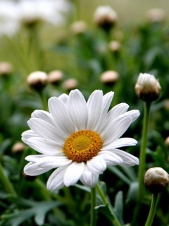 Daisy