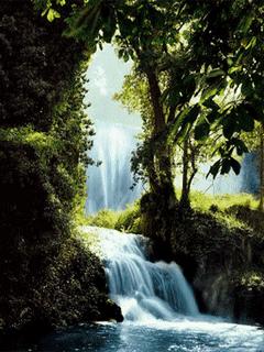 Forest water fall