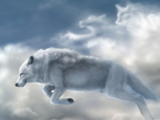 White wolf 320x240