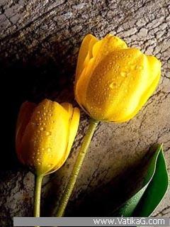 Yellow tulip flowers