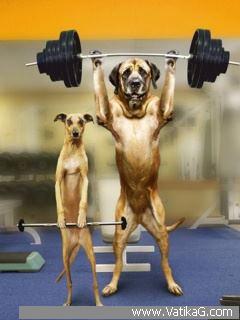 Weight lifter dog