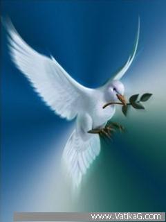Dove bird of peace