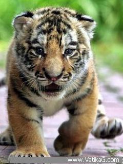 Baby tiger
