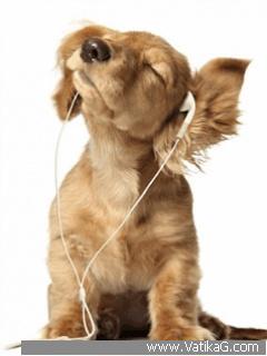 Musical dog