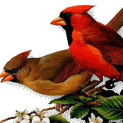 Red animated birds