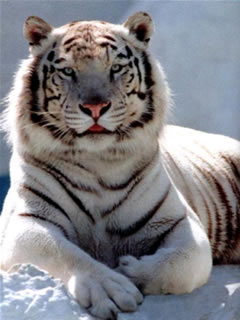 White tiger