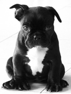 French bull dog