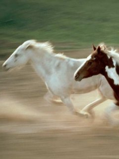 Dashing horses
