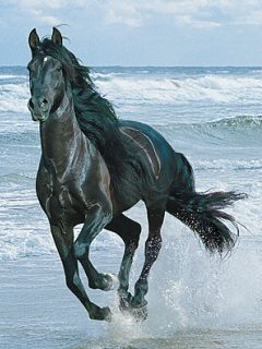 Black horse