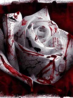 Blood of rose