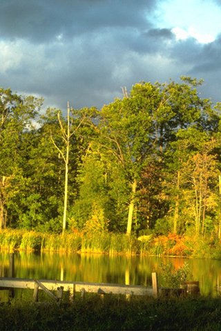 The dense forest