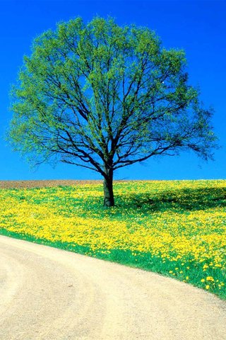 Tree lined trail