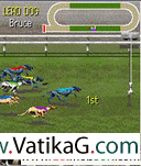 Greyhound race