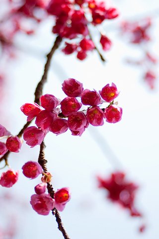 Small red flowers