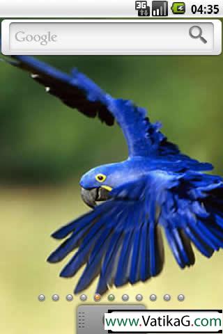 Hyacinth macaw theme