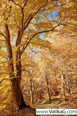 Shade of a tree