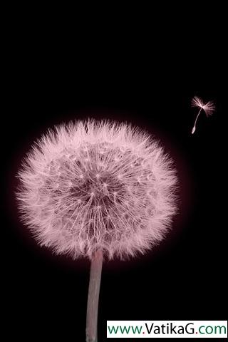 Dandelion fly