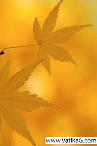 Maple leaf yellow