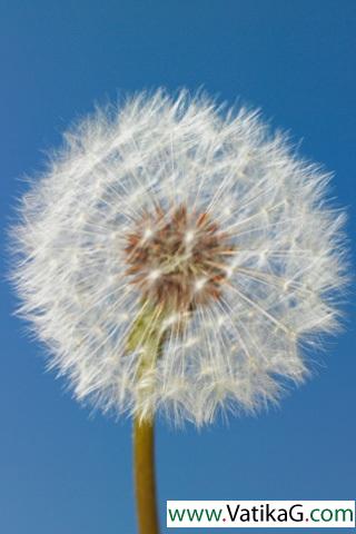 Dandelion in the wind