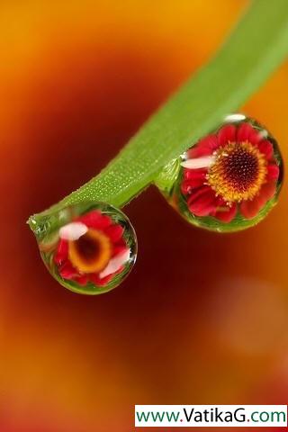 Dew flowers