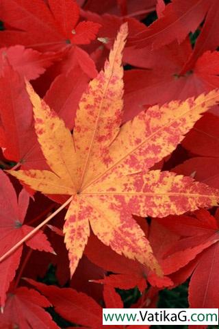 Maple leaf red