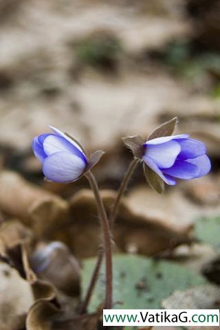 Iris blue violet