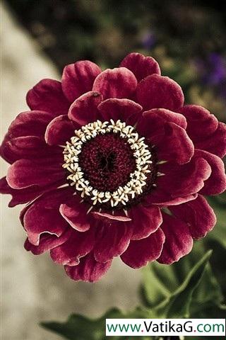 Brown red flowers