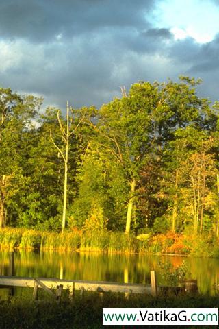 The dense forest