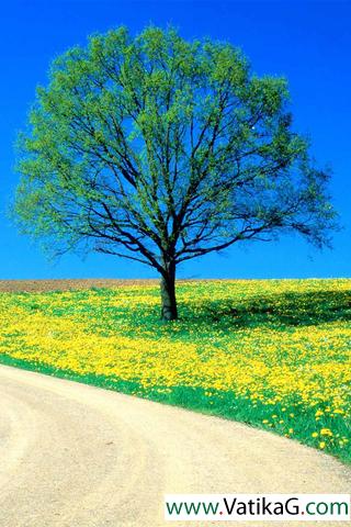 Tree lined trail