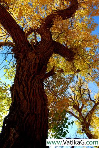 Ginkgo tree