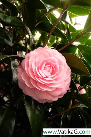 Small pink flowers