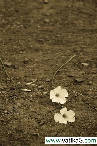 Flowers in the soil